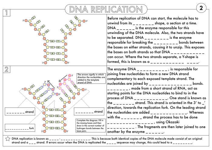 Dna replication activity guide answer key