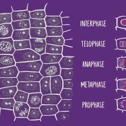 Onion cell mitosis lab answer key