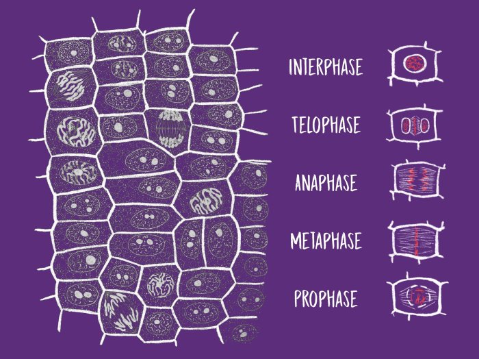 Onion cell mitosis lab answer key