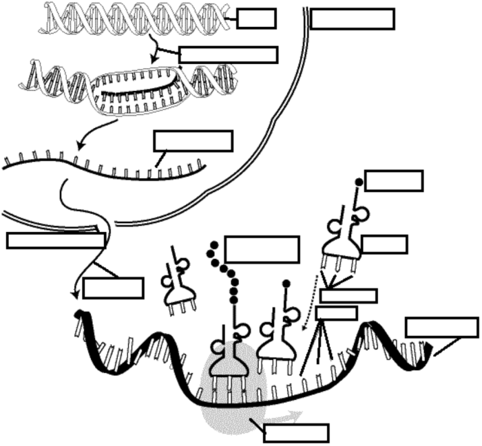 Dna replication activity guide answer key