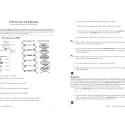 Dna replication activity guide answer key