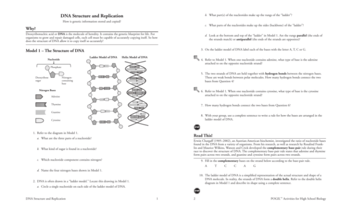 Dna replication activity guide answer key