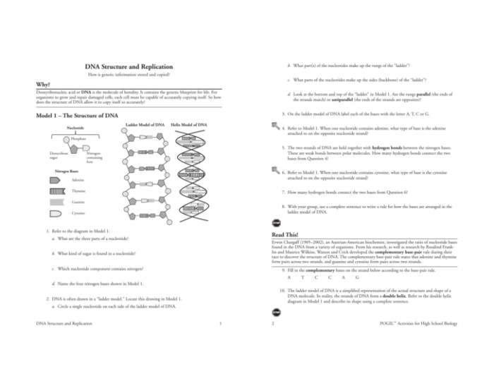 Dna replication activity guide answer key