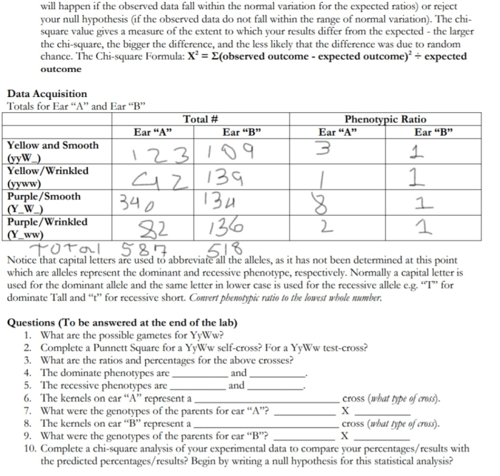 Corn genetics lab report answers