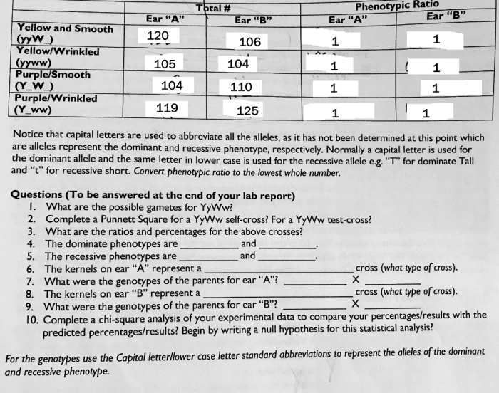 Corn genetics lab report answers