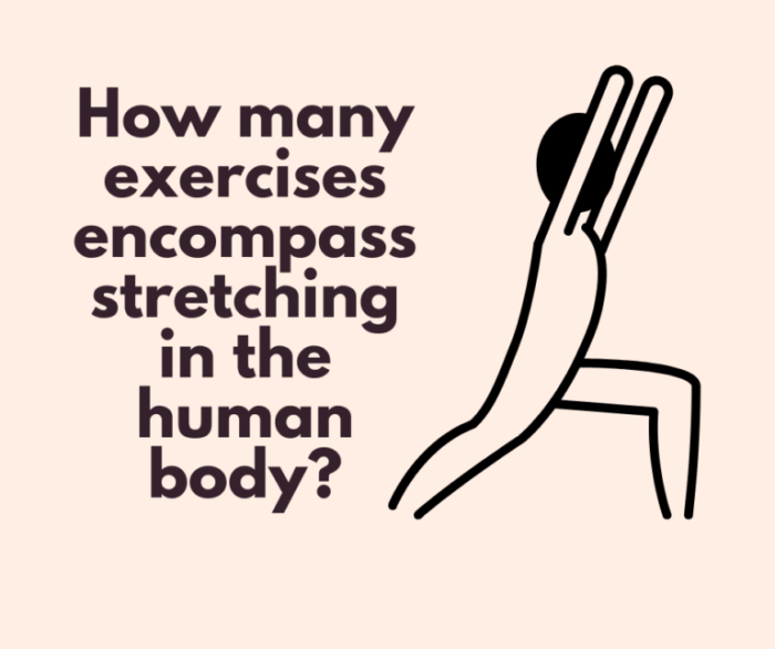 How many exercises encompass stretching in the human body