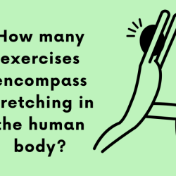 How many exercises encompass stretching in the human body
