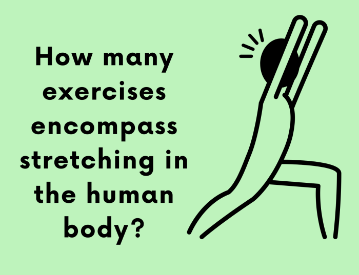 How many exercises encompass stretching in the human body